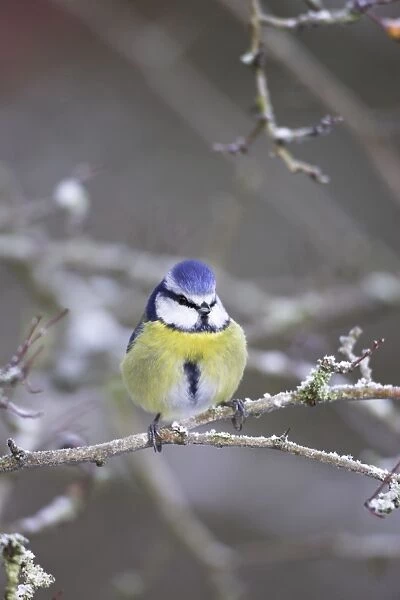 Blue Tit in frosty bush Cleveland, England, UK