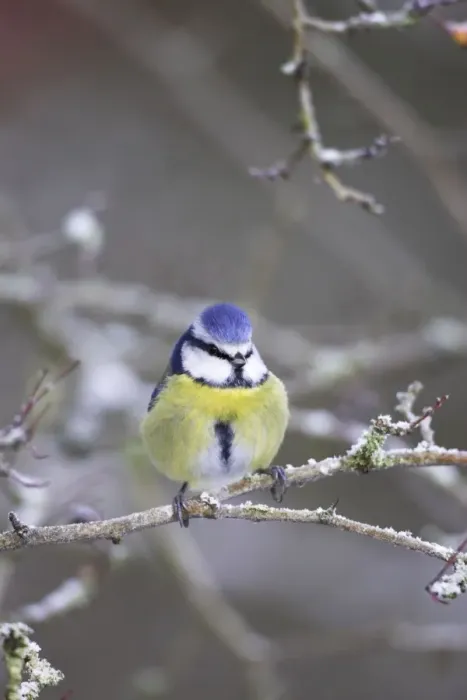 Framed Print : Blue Tit in frosty bush Cleveland, England, UK