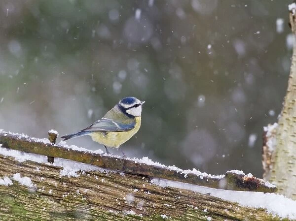 Blue Tit - on gate in falling snow - Bedfordshire UK 8852