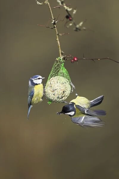 Blue Tit with Great Tit (Parus major) On fat ball feeder Cleveland, England, UK
