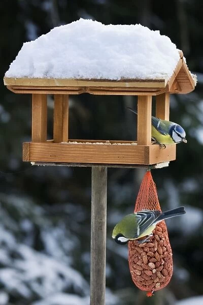 Blue Tit and Great Tit (Parus major) at bird feeding house in snow