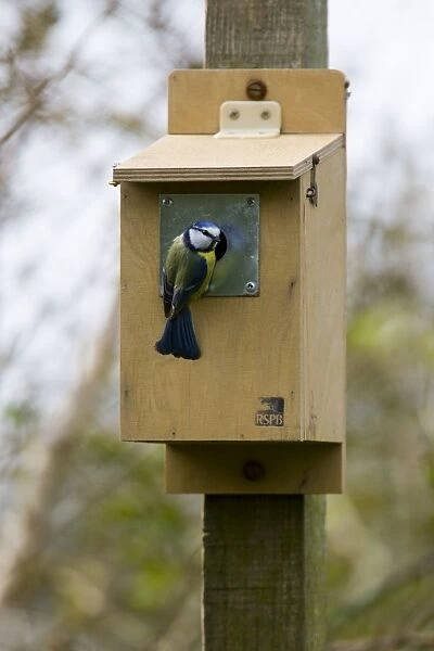 Blue tit inspecting RSPB nestbox Location: Garden, Cornwall, UK