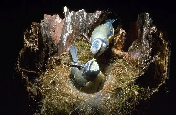 Blue Tit - male feeding female in nest hole