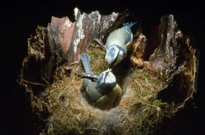Framed Print : Blue Tit - male feeding female in nest hole Framed Print : Blue Tit - male feeding female in nest hole