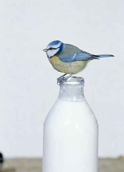 Blue Tit MAW 11 Perched on top of milk bottle Parus caeruleus © Maurice Walker  /  ardea. com