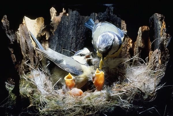 Blue Tit - in nest hole feeding young