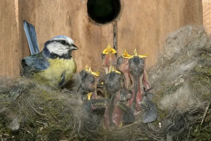 Framed Print : Blue Tit - at nest in nestbox with young Framed Print : Blue Tit - at nest in nestbox with young