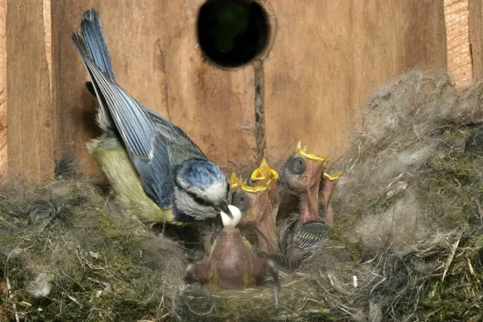 Framed Print : Blue Tit - at nest with young, removing faecal sac from chick Framed Print : Blue Tit - at nest with young, removing faecal sac from chick