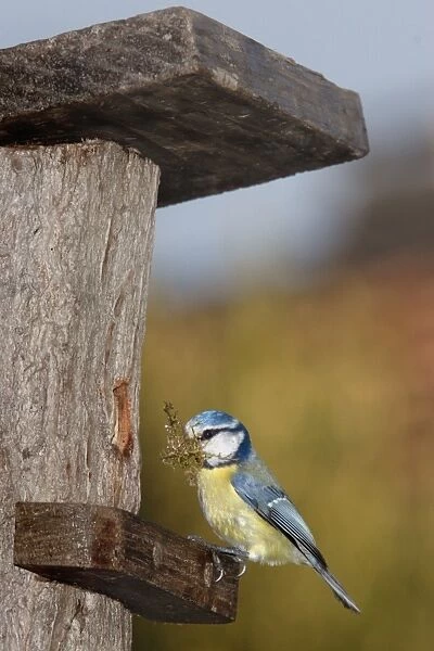 Blue Tit - with nesting material in mouth