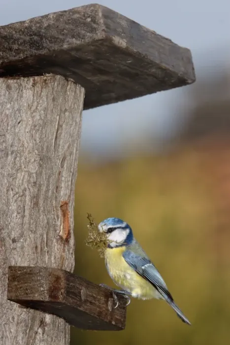 Framed Print : Blue Tit - with nesting material in mouth Framed Print : Blue Tit - with nesting material in mouth