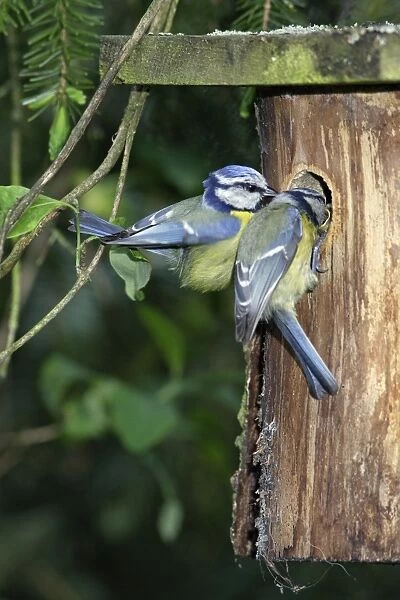 Blue Tit - pair at nest boxentrance, Lower Saxony, Germany