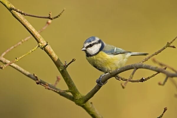 Blue Tit Perched on bare winter branch South East England, UK, Europe