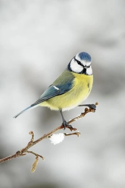 Blue Tit - perched on branch in winter - Lower Saxony - Germany