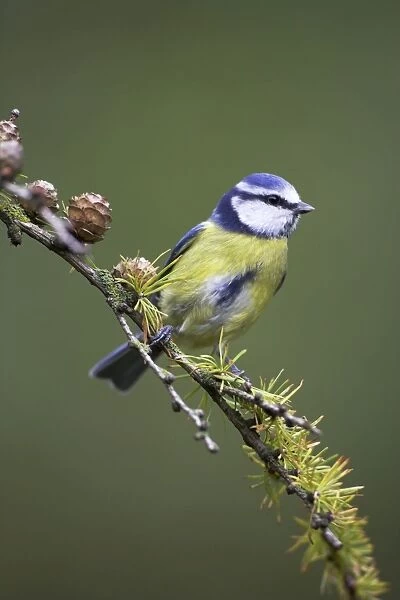 Blue Tit Perched on conifer branch. Cleveland, England, UK