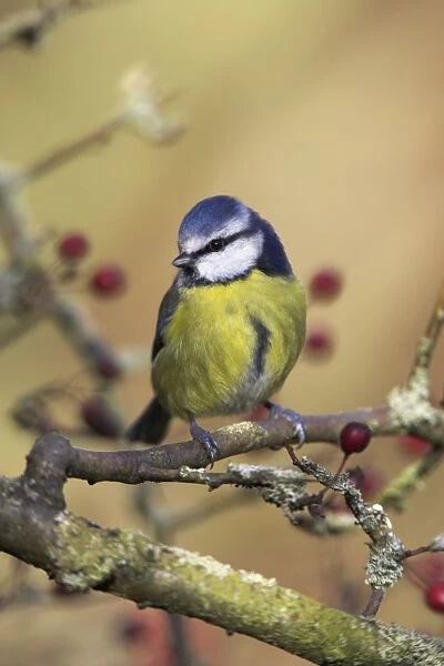 Blue Tit Perched in hawthorn. Cleveland, England, UK