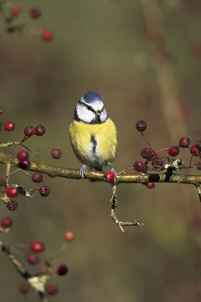 Blue Tit Perched in hawthorn among red berries. Cleveland, England, UK