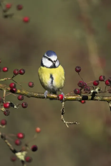 Framed Print : Blue Tit Perched in hawthorn among red berries. Cleveland, England, UK Framed Print : Blue Tit Perched in hawthorn among red berries. Cleveland, England, UK