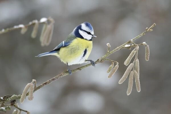 Blue Tit - perched on hazelnut branch in winter - Lower Saxony - Germany