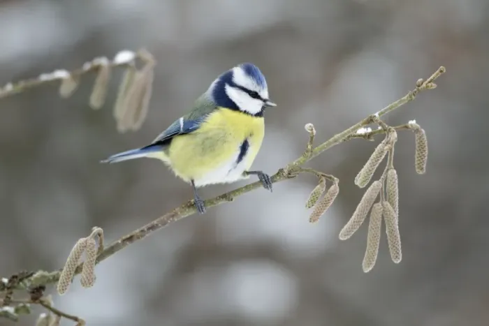Framed Print : Blue Tit - perched on hazelnut branch in winter - Lower Saxony - Germany Framed Print : Blue Tit - perched on hazelnut branch in winter - Lower Saxony - Germany
