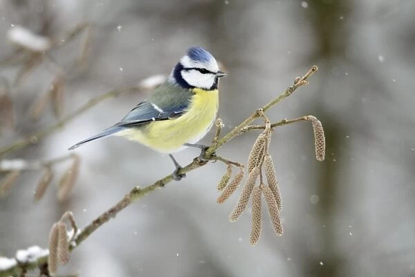 Blue Tit - perched on hazelnut branch in winter snow - Lower Saxony - Germany