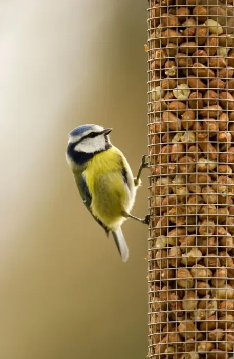 Framed Print : Blue Tit Perched on peanut feeder. South East England, UK, Europe Framed Print : Blue Tit Perched on peanut feeder. South East England, UK, Europe