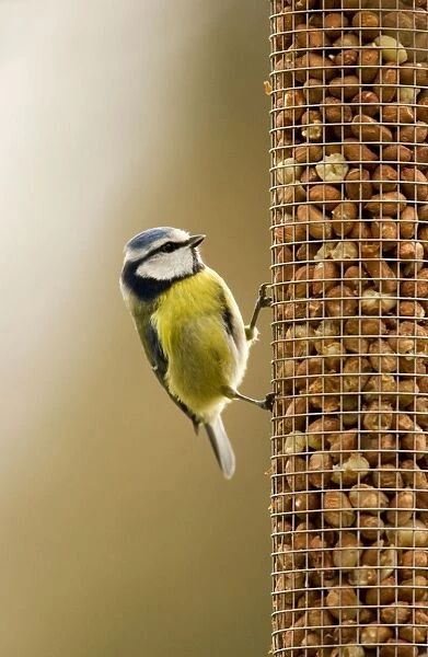 Blue Tit Perched on peanut feeder. South East England, UK, Europe