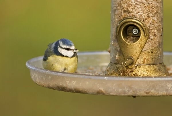 Blue Tit Perched on seed feeder. South East England, UK, Europe