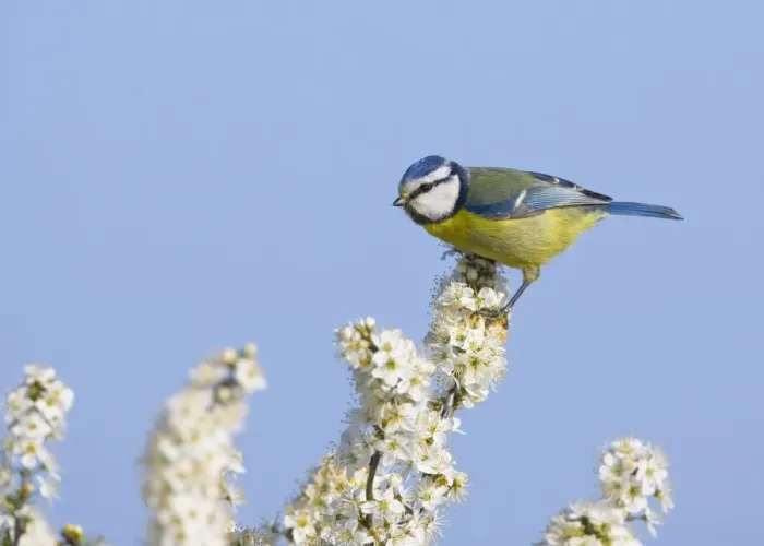 Framed Print : Blue Tit - perched on White Blossom - Oxon - UK - April Framed Print : Blue Tit - perched on White Blossom - Oxon - UK - April