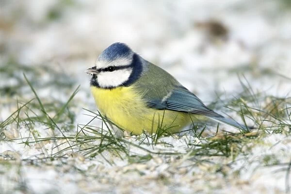 Blue Tit - searching for food in garden - in winter snow - Lower Saxony - Germany