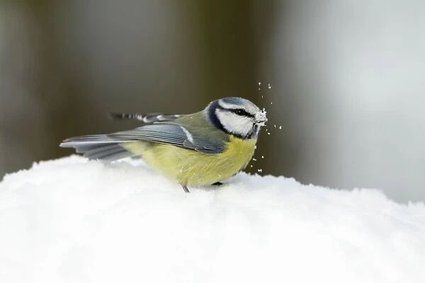 Blue Tit - searching for food in garden - in winter snow - Lower Saxony - Germany