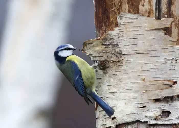 Framed Print : Blue tit - on silver birch. Scottish Moor - Aviemore - Scotland Framed Print : Blue tit - on silver birch. Scottish Moor - Aviemore - Scotland