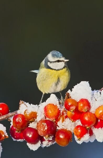 Blue Tit - on snow covered crab apples - Bedfordshire UK 8905