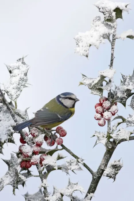 Framed Print : Blue Tit - on snow covered holly - West Wales - UK 006856 Framed Print : Blue Tit - on snow covered holly - West Wales - UK 006856