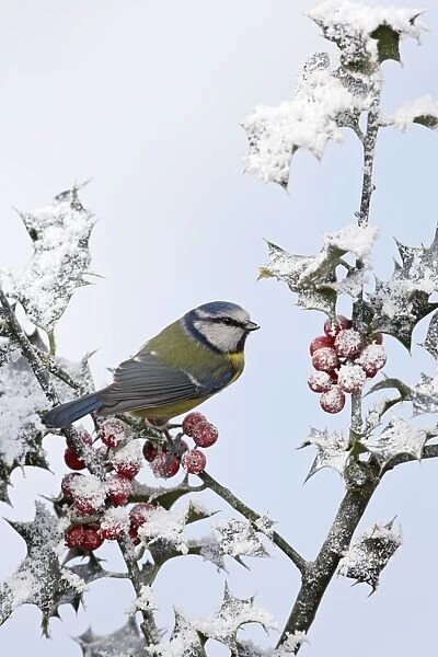 Blue Tit - on snow covered holly - West Wales - UK 006856