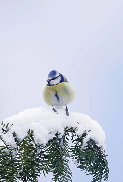 Blue Tit - on snow covered yew - Bedfordshire UK 006755