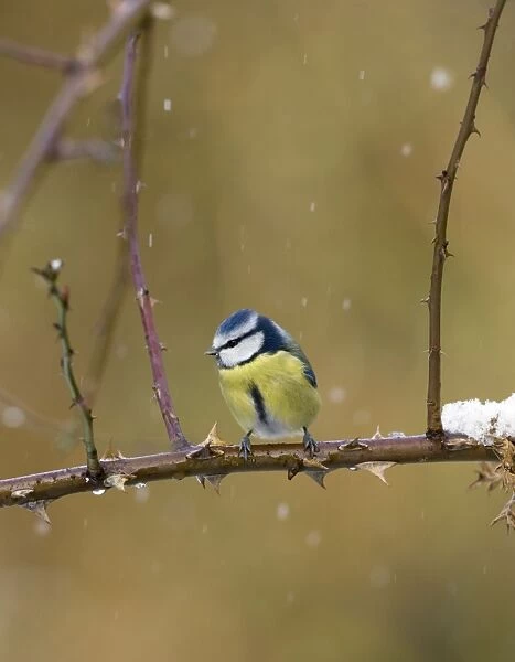 Blue Tit In snow flurry Cleveland, UK