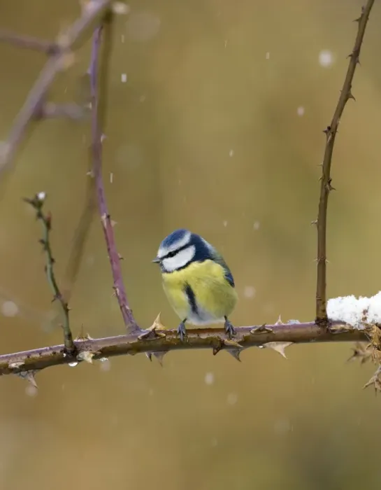 Framed Print : Blue Tit In snow flurry Cleveland, UK Framed Print : Blue Tit In snow flurry Cleveland, UK