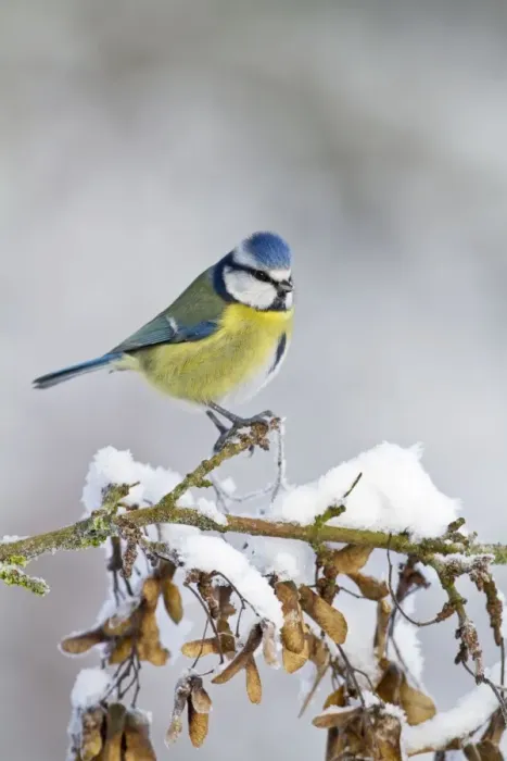 Framed Print : Blue Tit - on snowy branch 8735 Framed Print : Blue Tit - on snowy branch 8735