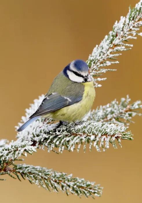 Framed Print : Blue tit - on snowy fir branch Bedfordshire UK 006657 Framed Print : Blue tit - on snowy fir branch Bedfordshire UK 006657