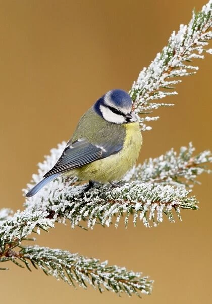 Blue tit - on snowy fir branch Bedfordshire UK 006657