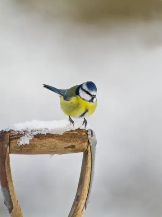 Framed Print : Blue Tit - on snowy fork handel 8738
