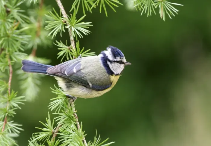 Framed Print : Blue Tit On spruce West Wales, UK Framed Print : Blue Tit On spruce West Wales, UK