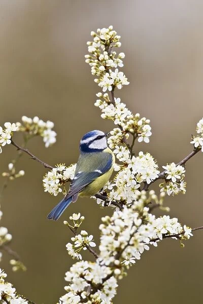 Blue Tit - taking flies from Blackthorn blossom - Bedfordshire - UK 12304