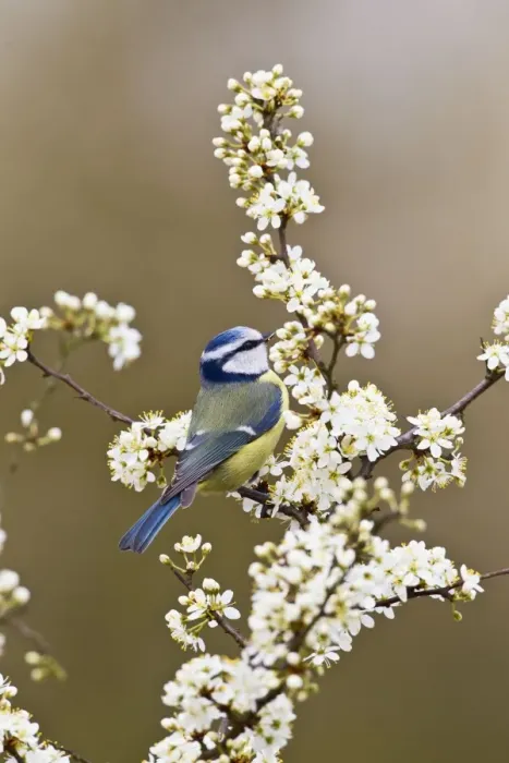Framed Print : Blue Tit - taking flies from Blackthorn blossom - Bedfordshire - UK 12304 Framed Print : Blue Tit - taking flies from Blackthorn blossom - Bedfordshire - UK 12304