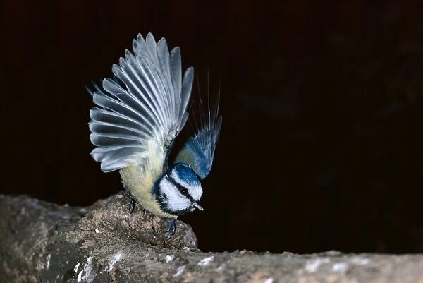 Blue Tit - taking flight
