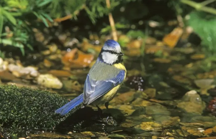 Framed Print : Blue Tit - by water pool Framed Print : Blue Tit - by water pool