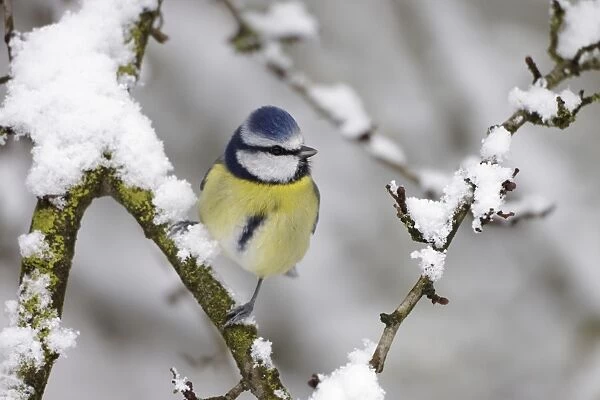 Blue Tit - in winter - with snow on trees - Cleveland - UK