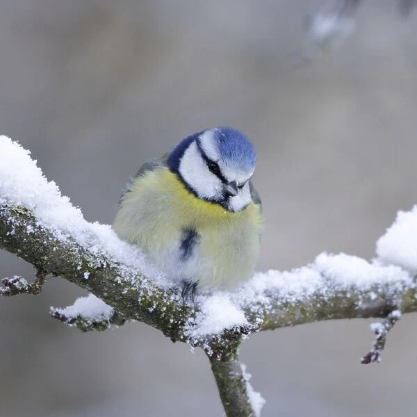 Blue Tit - in winter - on snowy branch - Cleveland - UK