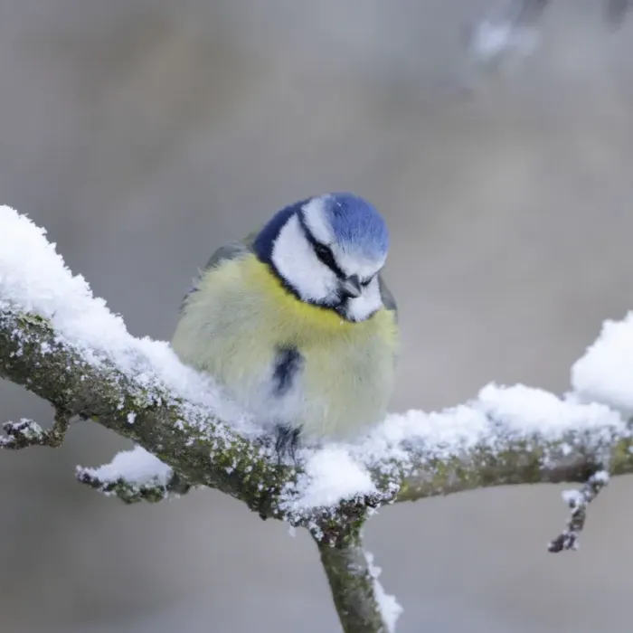 Framed Print : Blue Tit - in winter - on snowy branch - Cleveland - UK Framed Print : Blue Tit - in winter - on snowy branch - Cleveland - UK