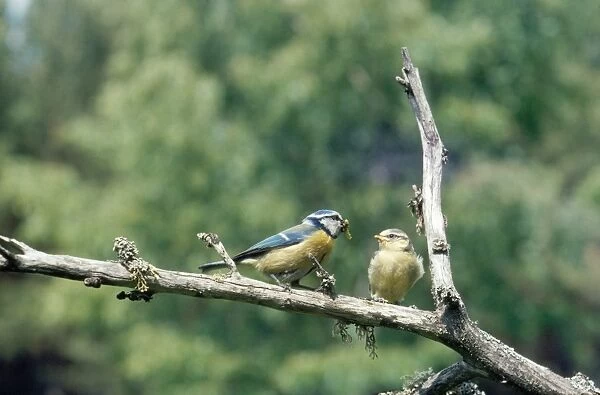 Blue Tit - young at 18 days being fed by adult away from nest